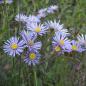 Preview: Berg-Aster / Kalk-Aster (Aster amellus)
